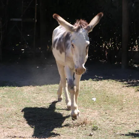 Duas Areal 吉马良斯