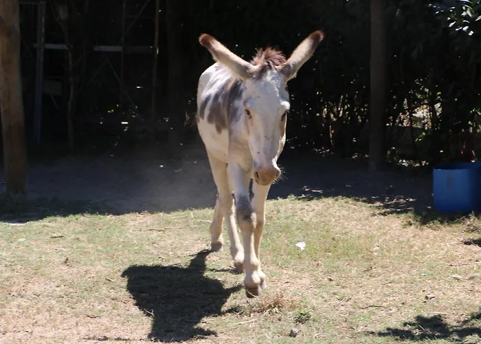 Duas Areal Guimarães